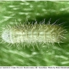 aricia artaxerxes larva2 rost